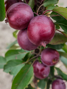Jabłoń kolumnowa Maypole Balerina START PACK