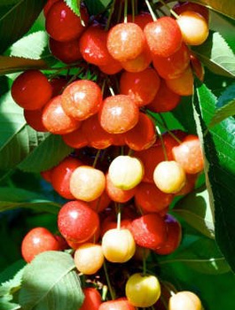 Czereśnia Rainer START PACK