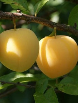 Śliwa japońska Shiro START PACK