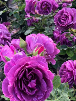 Róża rabatowa Minerva fioletowa balot