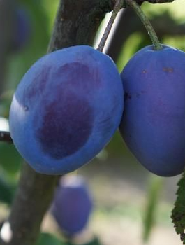 Śliwa Węgierka Włoska Kwecza START PACK