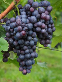 Winorośl winogrona Nero (C2)