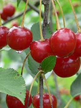 Wiśnia Nefris START PACK 