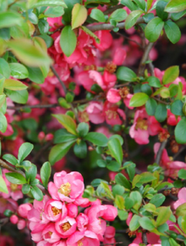 Pigwowiec pośredni Pink Queen w doniczce C2