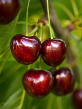 Czereśnia karłowa Regina START PACK (GISELA5)