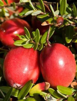 Żurawina wielkoowocowa