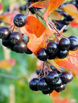 Aronia Czarna Czarnoowocowa Viking
