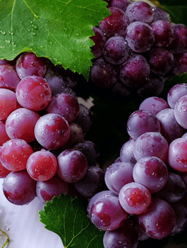 Winorośl winogrona Zilga