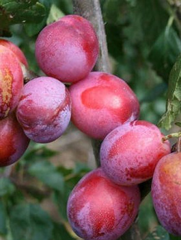 Śliwa Opal START PACK ®