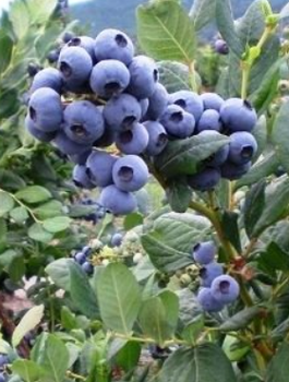Borówka amerykańska Bluejay (C2)