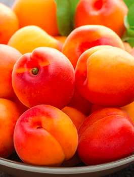 Morela kolumnowa Compacta START PACK