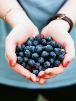 Borówka amerykańska niska Emil (C2)