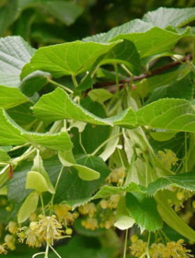 Lipa drobnolistna Miododajna PREMIUM SADZONKI Plant Pack