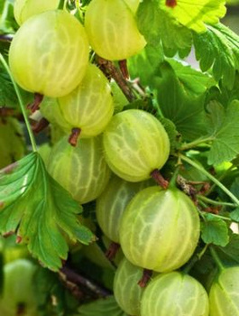 Agrest biały Mucurines START PACK