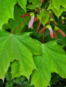 Klon pospolity zwyczajny Plant Pack
