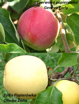 Duo Jabłoń Czerwona i Żółta papierówka START PACK