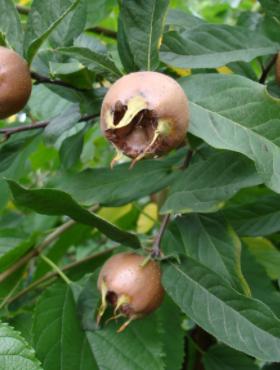 Nieszpułka jadalna Dutch Giant