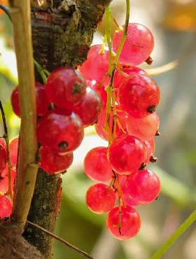 Porzeczka różowa (C2)