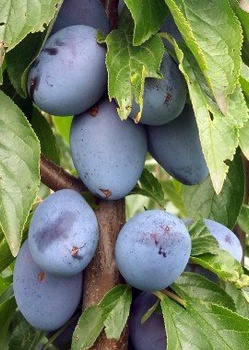 Śliwa Węgierka Zwykła START PACK