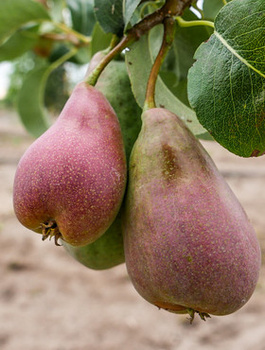 Grusza Xenia słodka zimowa odmiana 