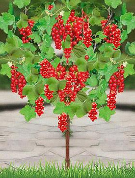 Porzeczka czerwona na pniu w doniczce 