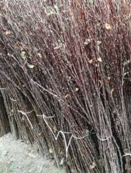 Podkładka Jabłoni P14 Półkarłowa Plant Pack