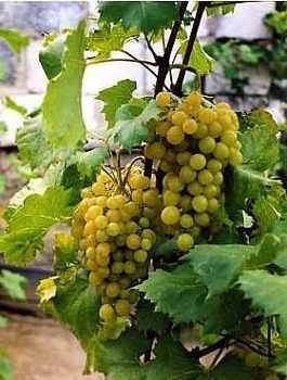 Winorośl winogrono Suzy