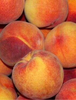 Brzoskwinia Royalvee