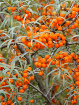 Rokitnik pospolity Złoto Syberii Plant Pack