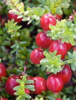 Żurawina wielkoowocowa Ben Lear duże owoce P9