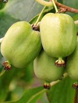 MINI KIWI Aktinidia Pstrolistna 'Dr Szymanowski'' Obupłciowa - zielona