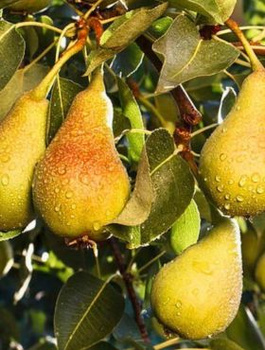 Grusza Bera Hardy START PACK