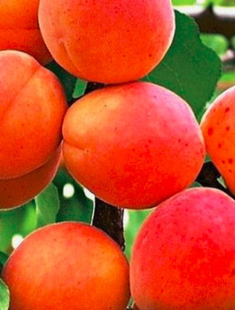 Morela Harogem START PACK