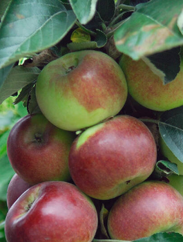 Jabłoń kolumnowa Flamenco START PACK