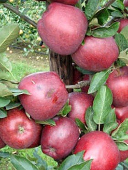 Jabłoń typu Red Chief Camspur