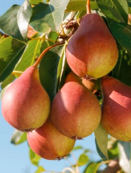 Grusza kolumnowa Decora START PACK