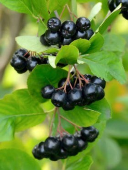 Aronia czarnoowocowa Hugin(C2)