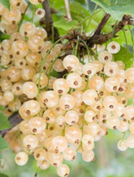 Porzeczka biała Blanka w balocie