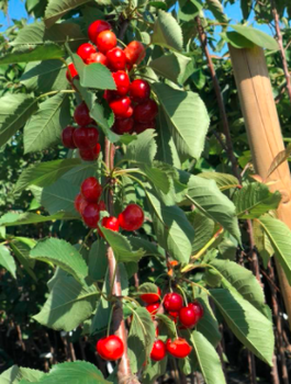 Czereśnia kolumnowa Silva Mrozoodporna START PACK 