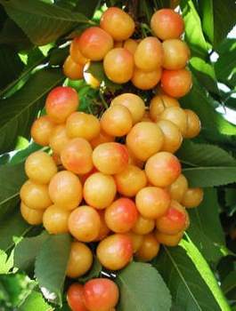 Czereśnia Buttnera Czerwona Poznańska 