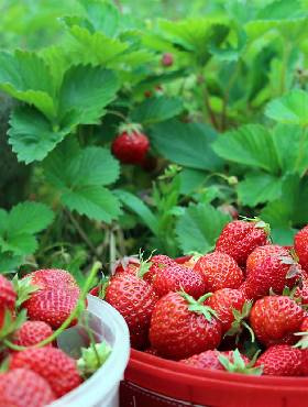 Truskawka Honeoye bardzo wczesna FRIGO