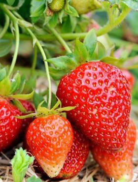 Truskawka Elsanta wczesna FRIGO