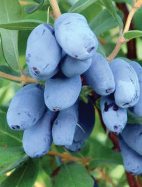 Jagoda kamczacka Boreal Beast późna 