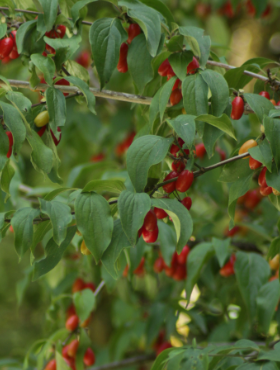 Dereń jadalny Cornus mas w doniczce 
