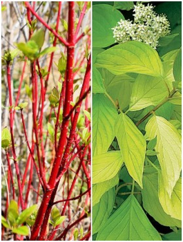 Dereń biały Plant Pack