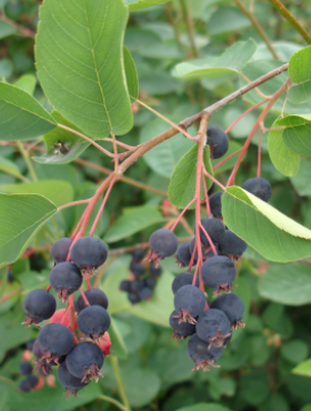 Świdośliwa Blue Moon