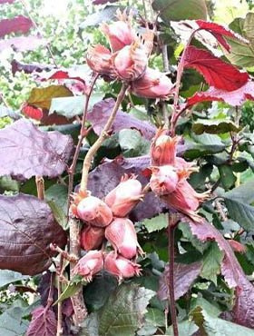 Leszczyna Pospolita (C2)