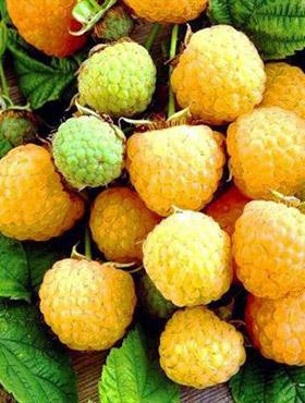 Malina żółta w doniczce