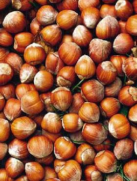 Orzech laskowy Olga START PACK