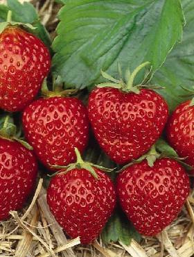 Truskawka Ostara poziomkowa pnąca wisząca powtarzająca FRIGO